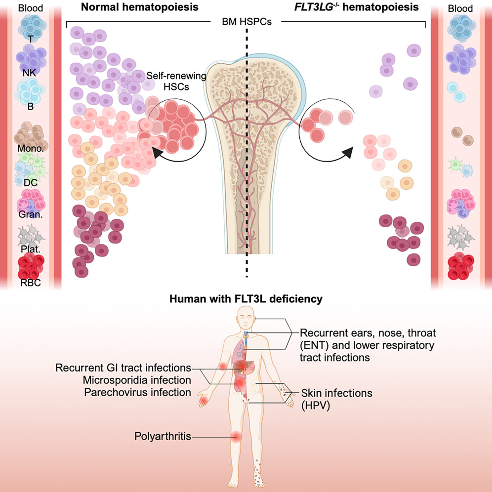 OUT NOW!🥳 I am delighted to share my main PhD project done at @casanova_lab, just published @CellCellPress (cell.com/cell/fulltext/…). For the first time, we describe the FLT3LG deficiency in humans, leading to a profound reduction of the bone marrow cellularity and progenitors.