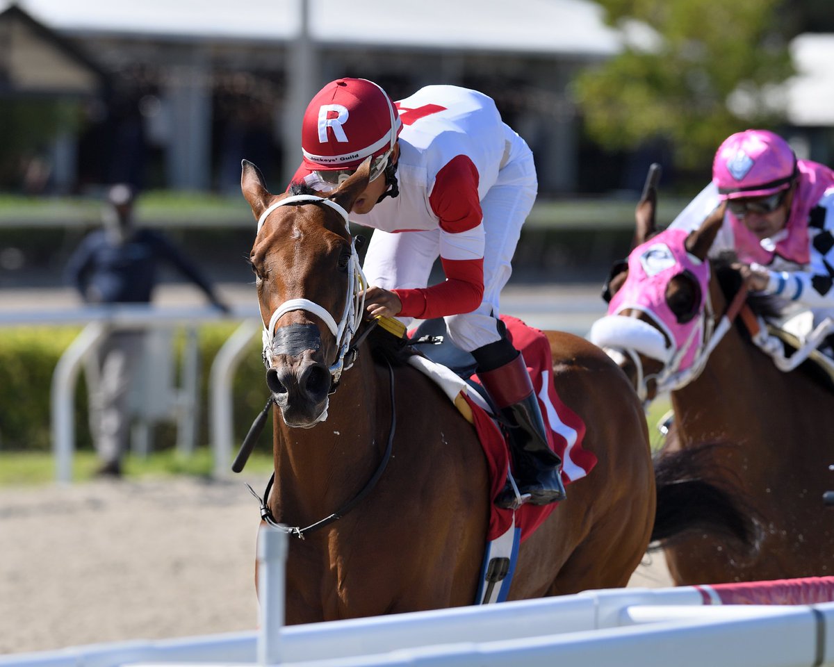 Goats On a Tree bests her competition in the 7th race, @zayas_edgardo rode for trainer @SaffieJosephJr and owner @Ramsey_Farm. #GulfstreamPark #RoyalPalmMeet