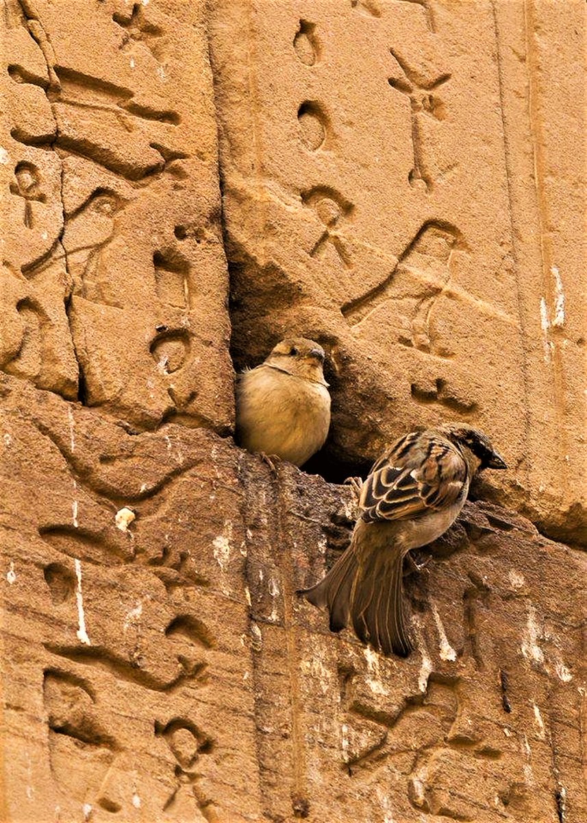 Birds living the Temple of Horus in Edfu, Egypt.