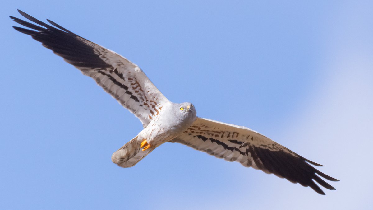 Montagu's Harrier (m) Alentejo, Portugal