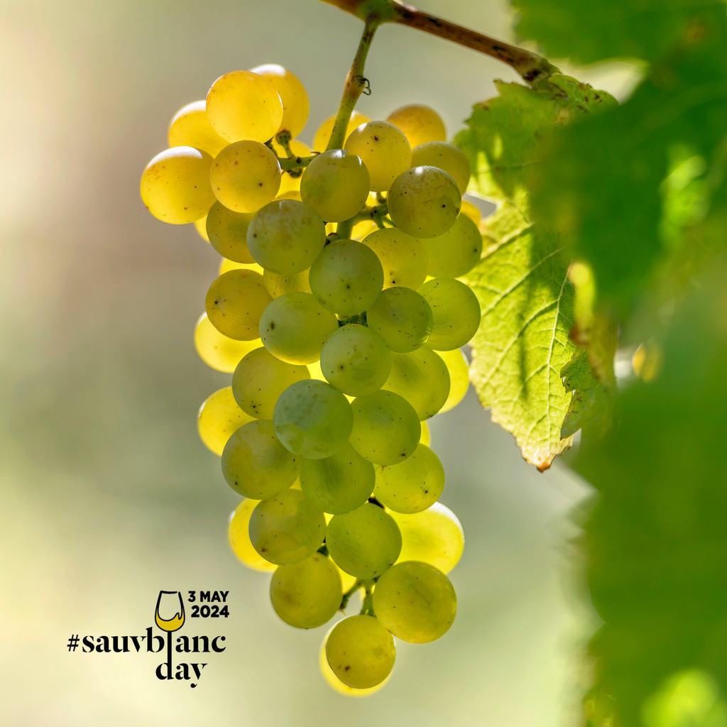Greywacke's tweet photo. Marlborough's unique climate & location provides the framework for exceptional sauvignon blanc & the #greywackers love making two distinct expressions.
Which one will you be pouring this evening? #SauvBlancDay
📷️ https://t.co/xtFea1U6Pe | Vintage 2024 https://t.co/xwriSyrWtg
