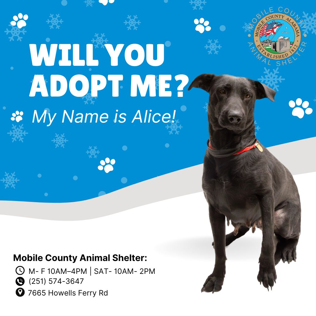 A078615 Alice is a 2-year-old Labrador Retriever Mix. She is heartworm negative and weighs 36 lbs. The adoption fee is $40, which includes her microchip, 5-in-1 vaccine, spay, one-year rabies vaccine, wormer, and the first dose of heartworm/flea preventative.