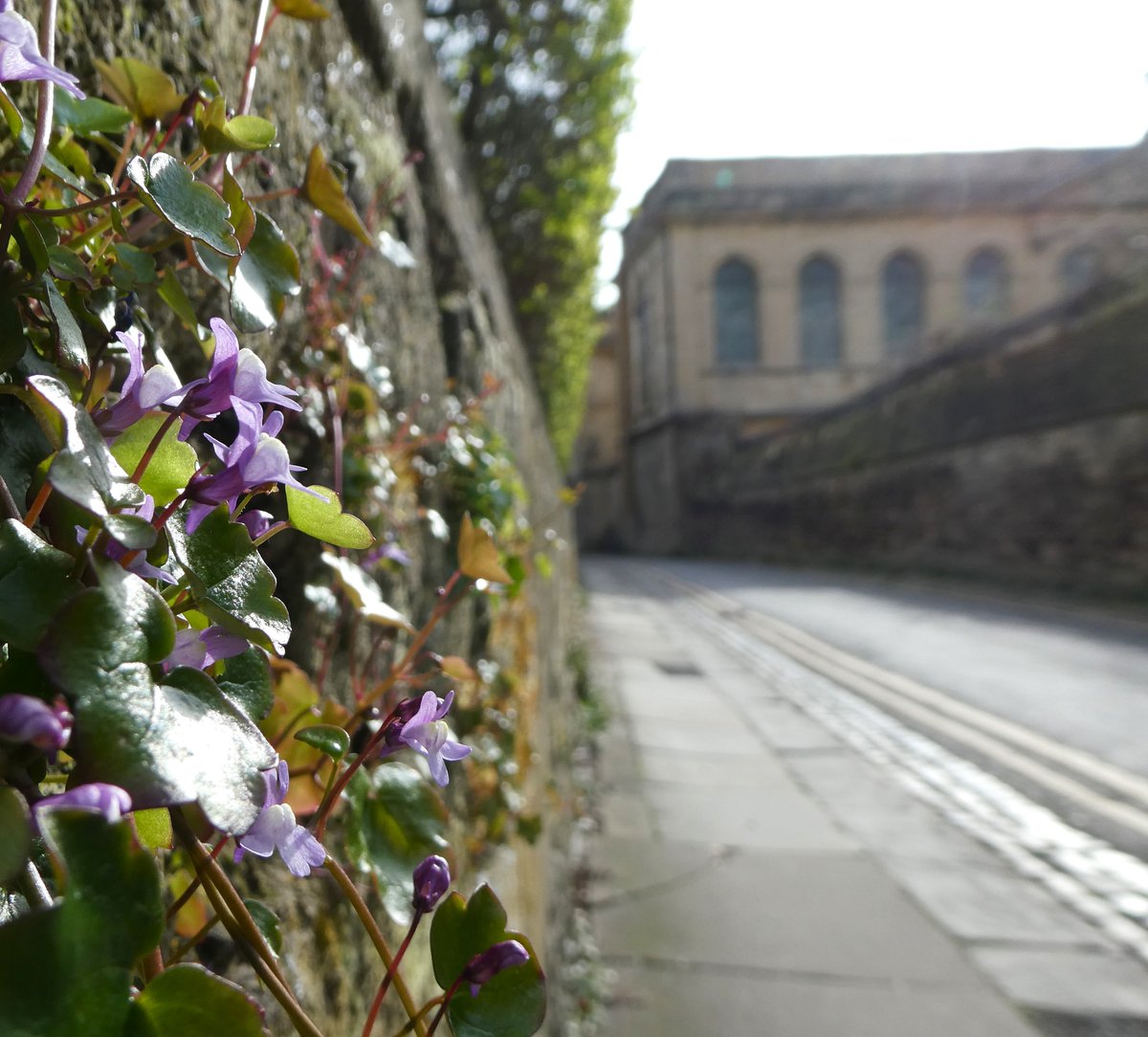 Ivy-leaved toadflax growing on an #Oxford wall💜 Its 17th century name was ‘Oxford ivy' or 'Oxford weed’ because it was thought to have arrived from Italy via the packaging of a marble statue destined for an Oxford college garden. #FavouriteFlowerFact #FlowersOnFriday