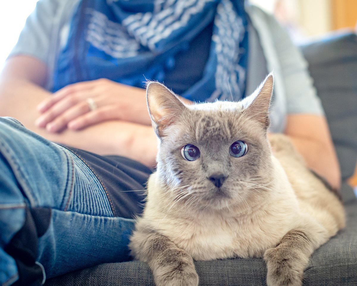 cw pet illness

Earlier this year we learned my poor kitty has multiple myeloma. Steroids and chemo treatment really turned her around though! But we figured now would probably be a good time to get some professional photos done of her🥺💙