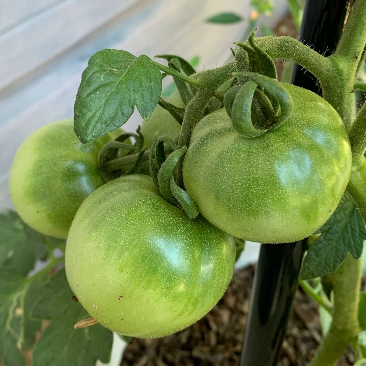 Look at the tomatoes in my garden, my darlings! Mmmm, they are gonna be so good, when they turn ripe! 🤤🪶💕

#VTuberUprising #Vtuber #writercommunity #anime #StreamerCommunity #streamer #YouTuber #twitchstreamer #GamerLife #gardening #garden #GardeningTwitter #YouTuber