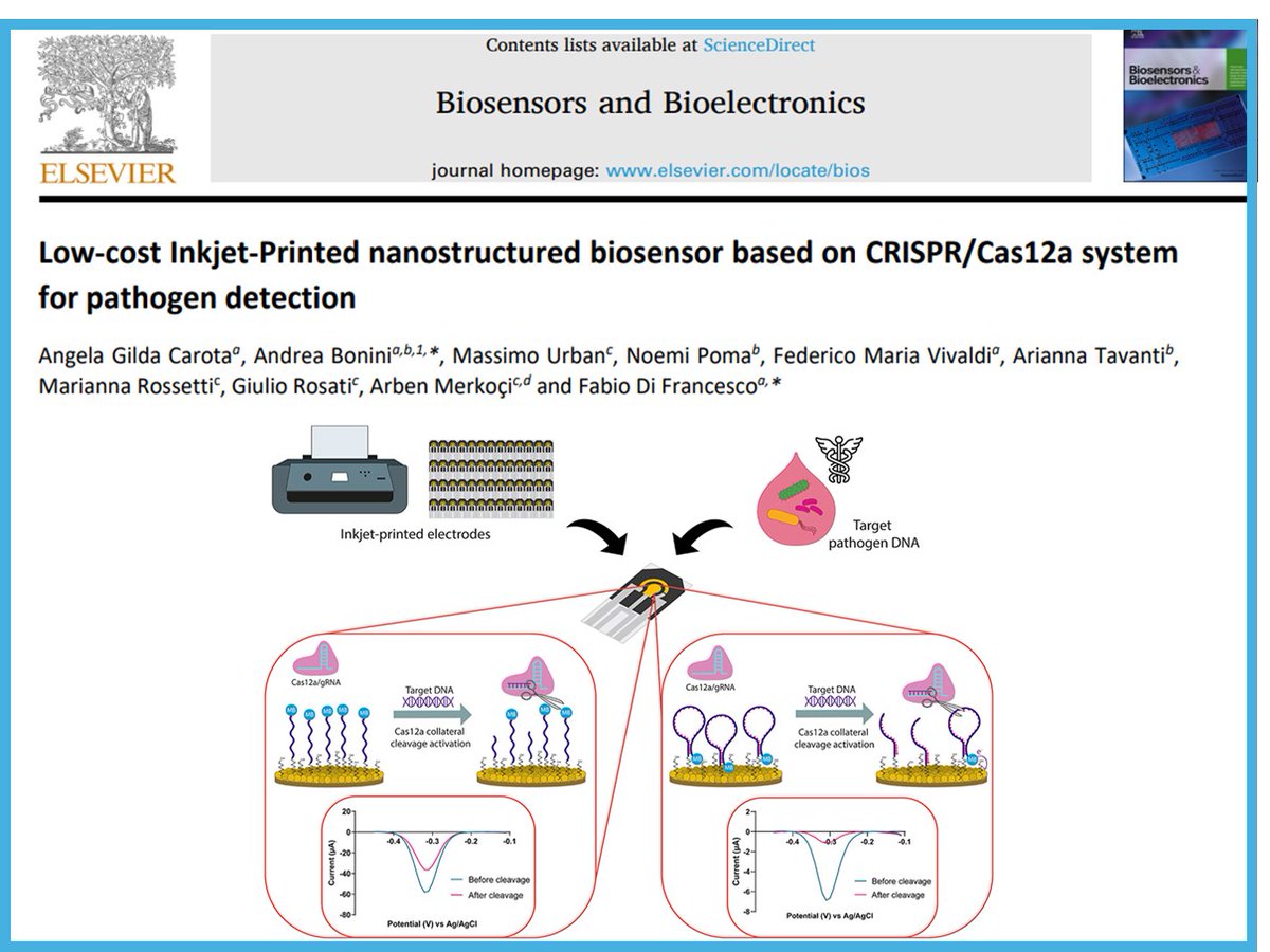 🔊 New article as a collaboration of our group with Prof. Di Francesco's group at University of Pisa, Italy just published online at Biosensors and Bioelectronics. 
sciencedirect.com/science/articl…
Congrats to all the authors from our both groups👏 
@merkoci_group 
@icn2nano
