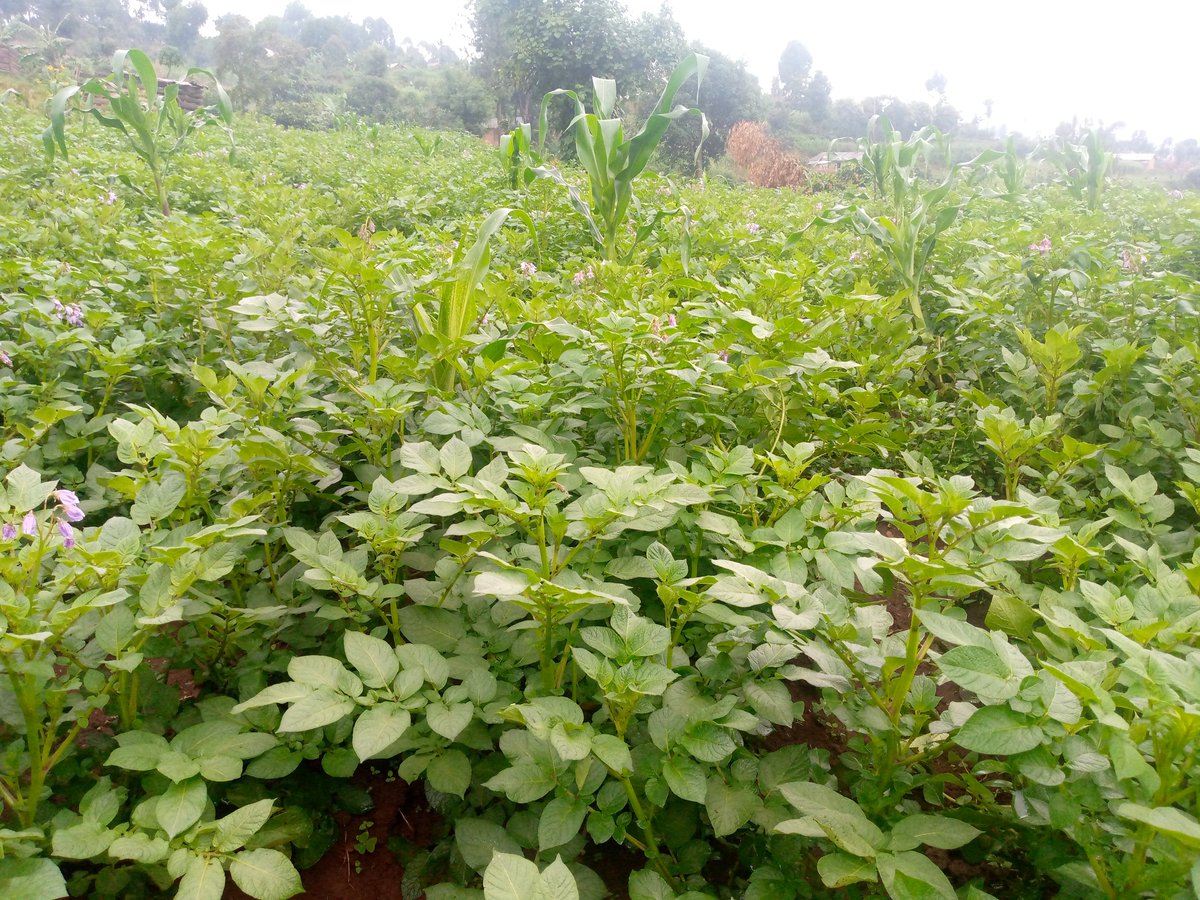 TRUE OR FALSE? 
'Planting maize in Irish potatoes prevents potatoes from wilting', my friend said.
#NOTE: Feel free to share with us your opinion. We are here to learn. 

Comment, Like and Repost.
#FOLLOW_ME for All Farming News, Advice and Discussions. 
#LetsFarmTogether