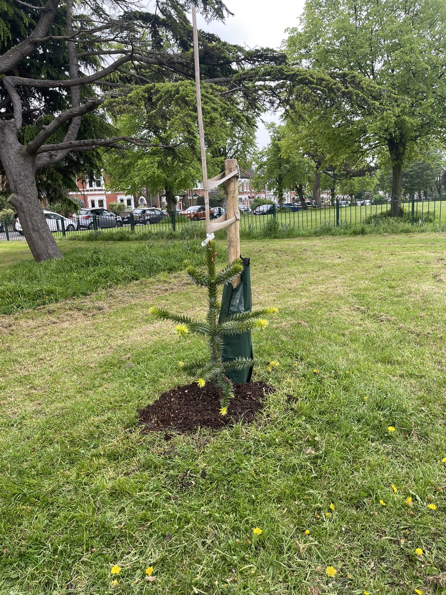 One of our volunteers gave the lovely young monkey puzzle tree some much needed love- they weeded its base to remove the grass that competes for nutrients and then mulched it to retain moisture @idverde_Bromley