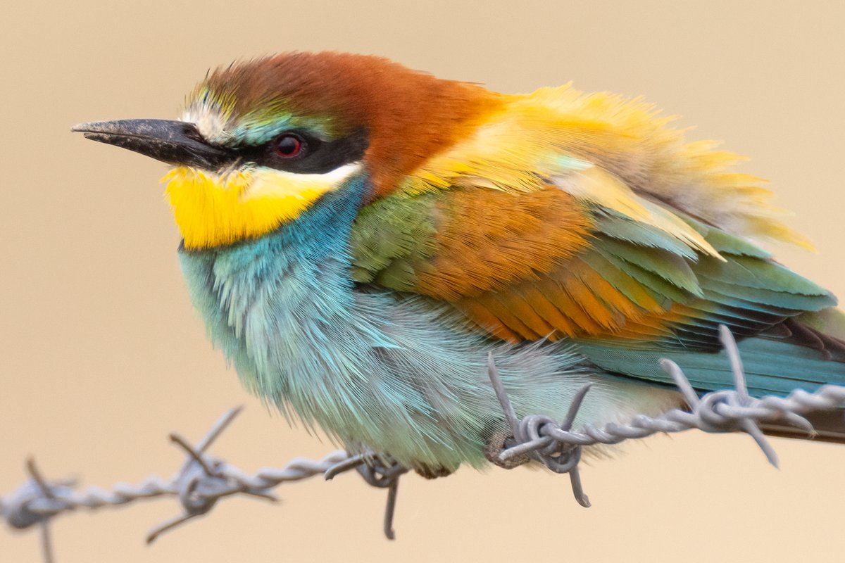 European Bee-eater Alentejo, Portugal
