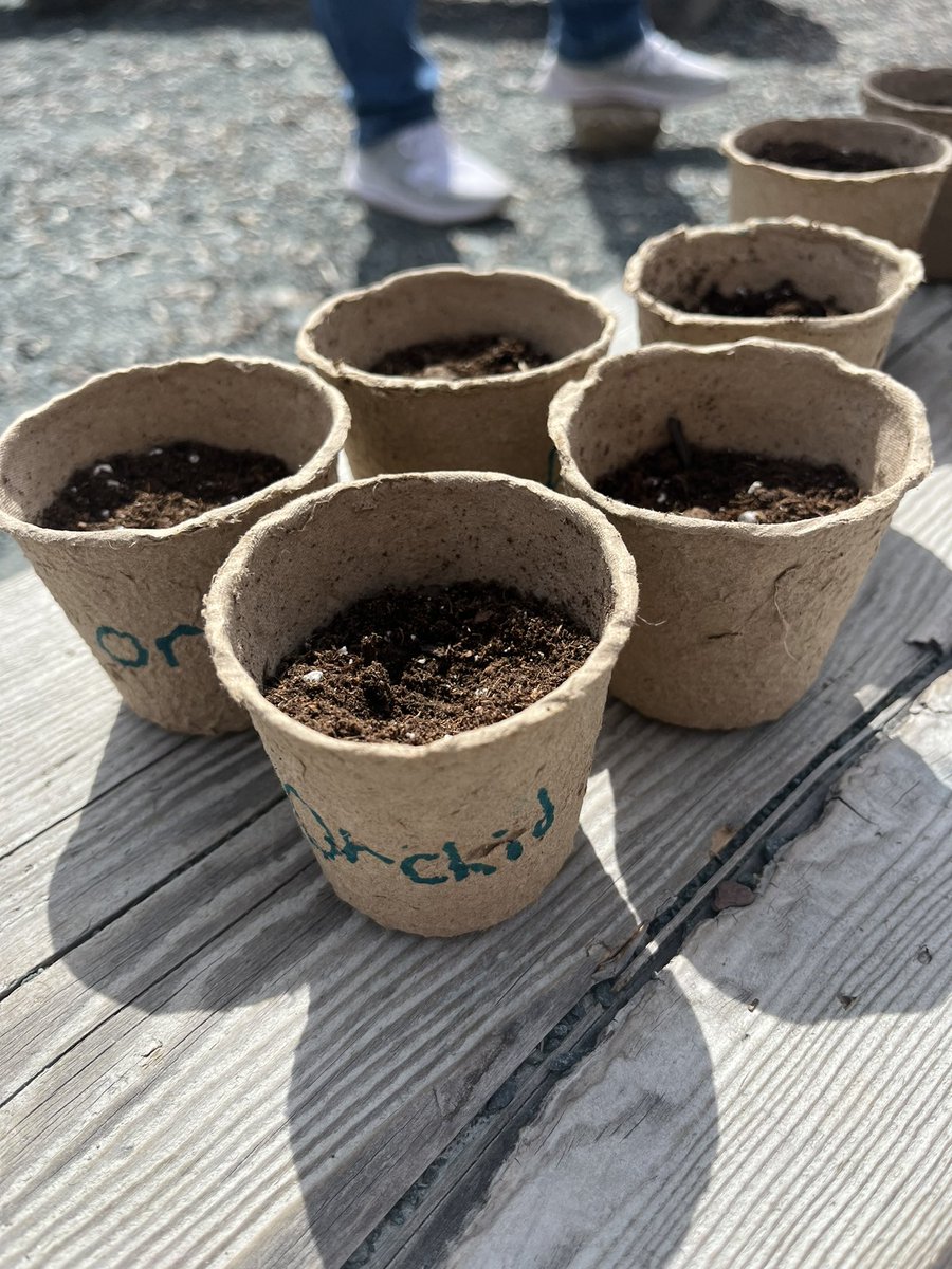 Mrs. Procter (@aliciaprocter) on Twitter photo We may be a little late but we’re going to give it a shot anyway! We are hoping to transplant these veggies into our garden in a few weeks! <a href="/HumberParkElem/">Humber Park Elementary</a> We may be a little late but we’re going to give it a shot anyway! We are hoping to transplant these veggies into our garden in a few weeks! <a href="/HumberParkElem/">Humber Park Elementary</a>