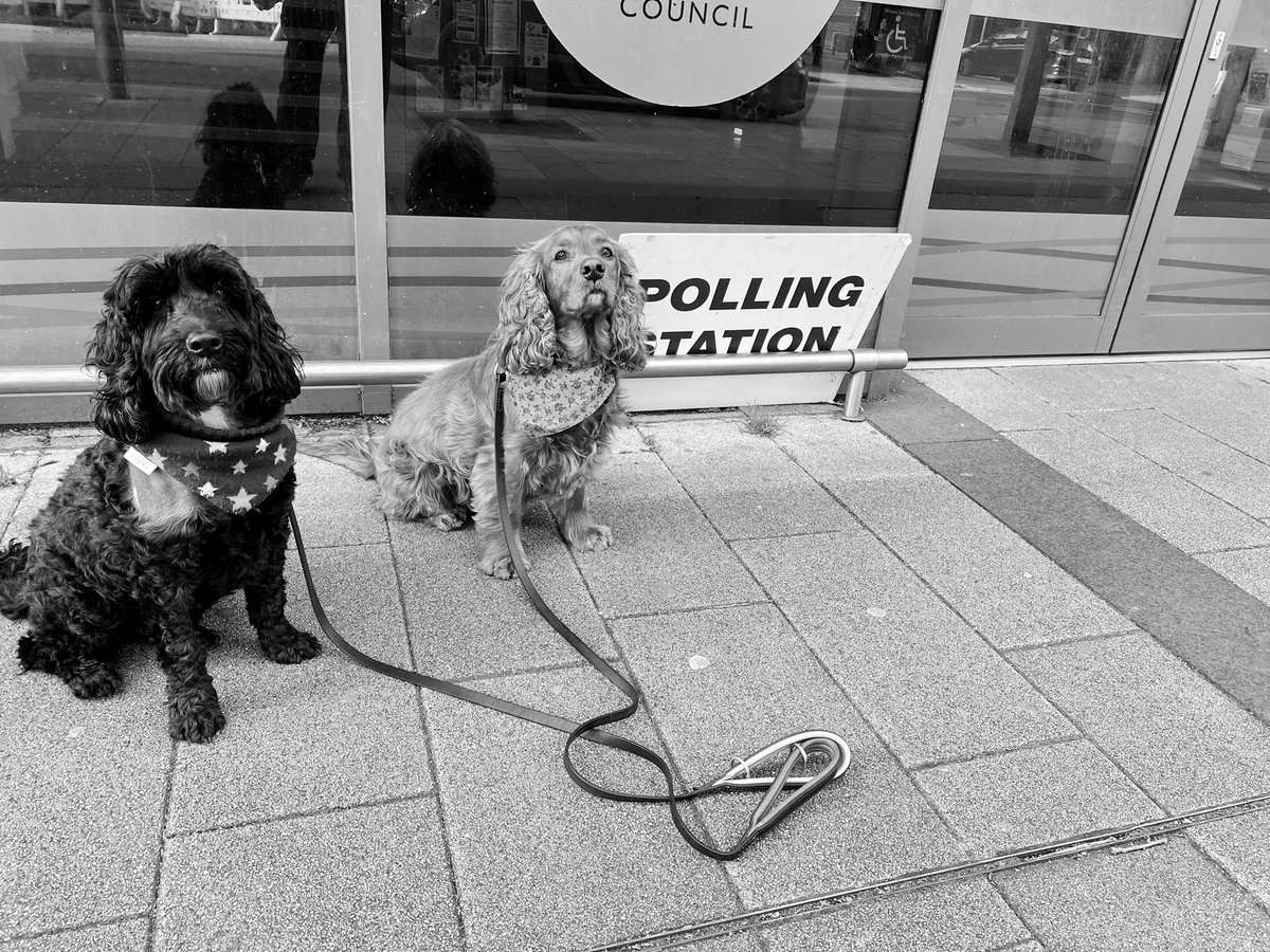 Big up to Urmston Library who kindly let Ted and Finn come in to watch us vote for @AndyBurnhamGM and Kevin Proctor 🌹🐶🐶🌹 
I reckon Ted is nearly sensible enough to be given the vote…. #dogsatpollingstations