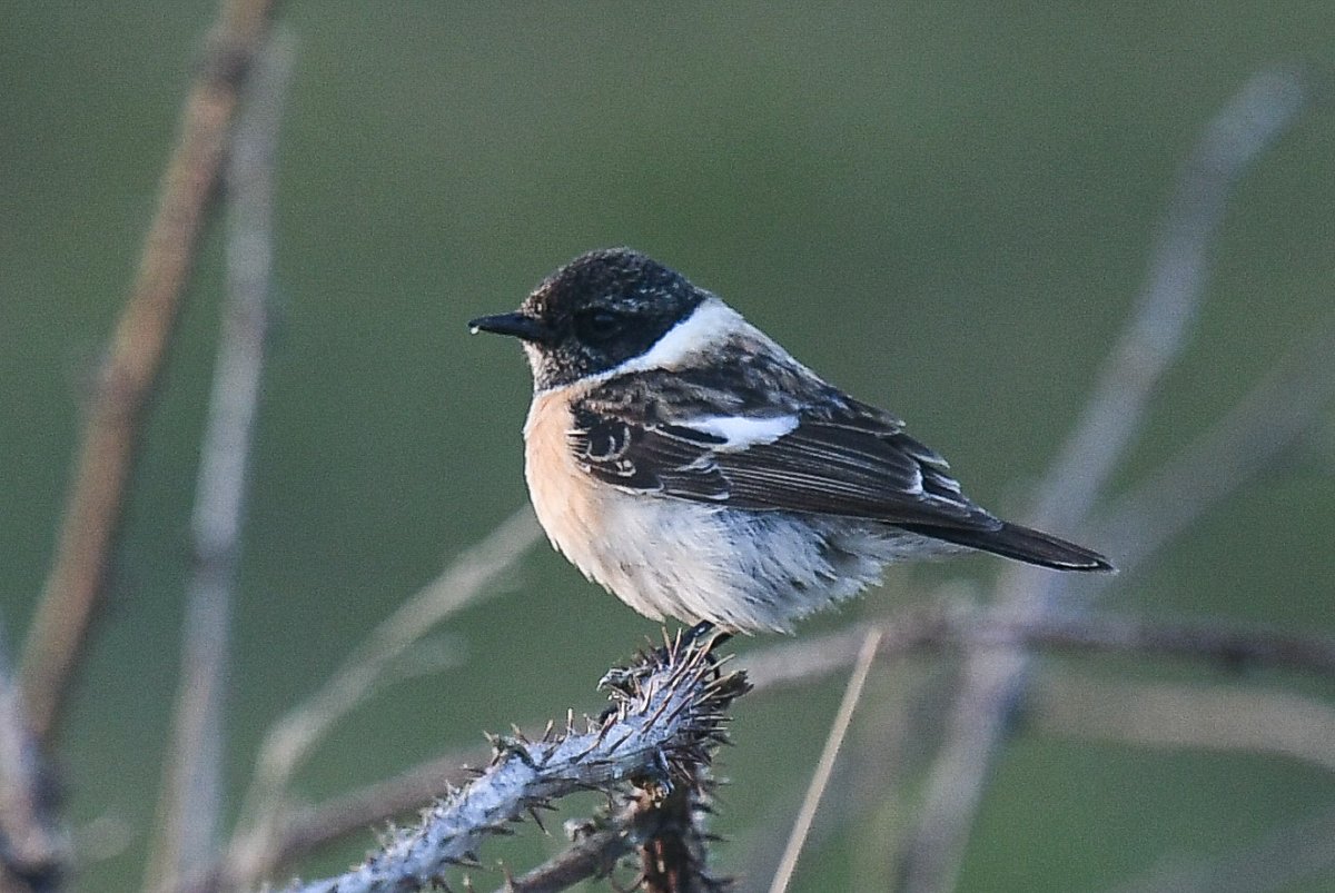 Todays star bird here at @FlamboroughBird the (presumed)  first summer male  
Siberian Stonechat found this afternoon in the Lighthouse grasslands.@RareBirdAlertUK @YCNature @birdguides