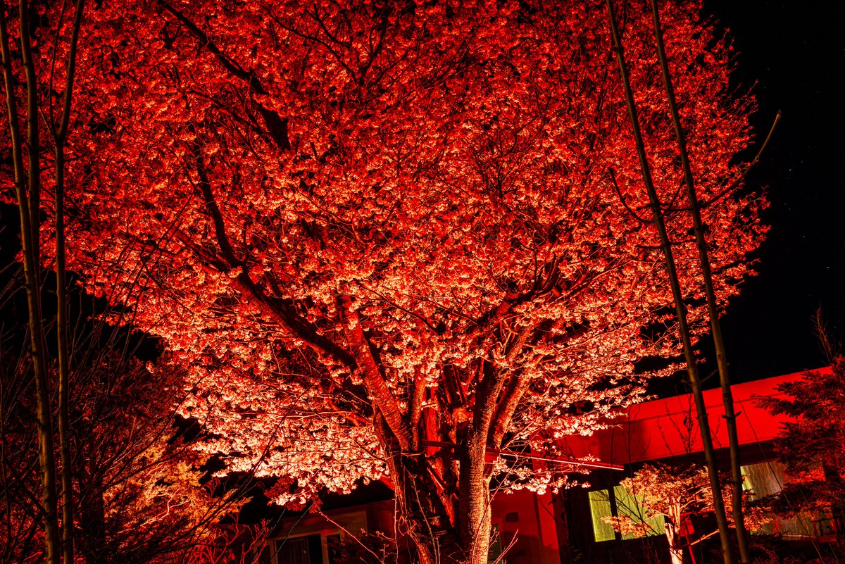 ＃北海道　＃風景写真　＃桜
北海道佐呂間町
大迫力の桜ライトアップパシャリ