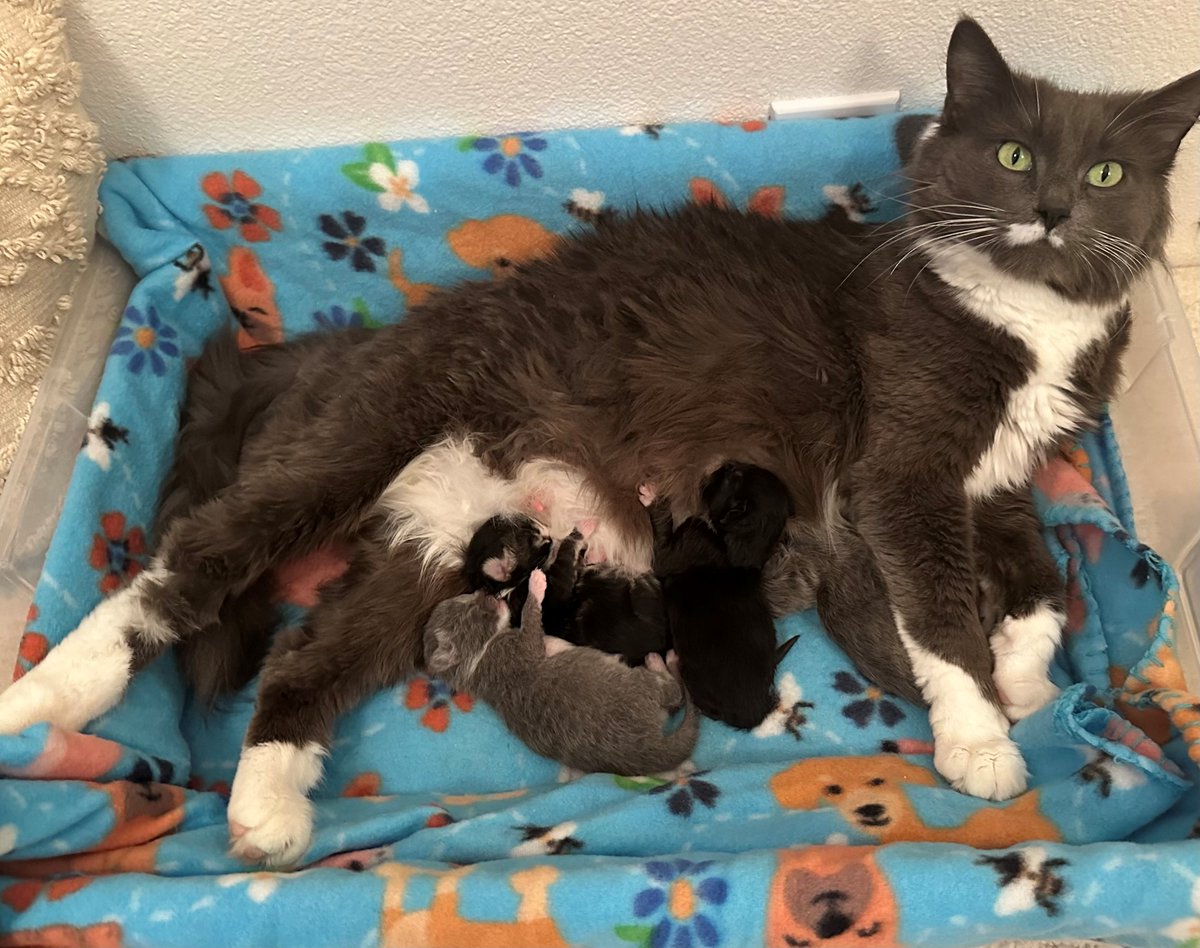 Momma kitty, Misha, came to PAWS as a pregnant stray and was brought into a foster home to give birth to her kittens. Misha and her babies will be spending the next few weeks in foster, and will eventually be ready to find loving homes!

#AdoptDontShop #BabyDogeImpact