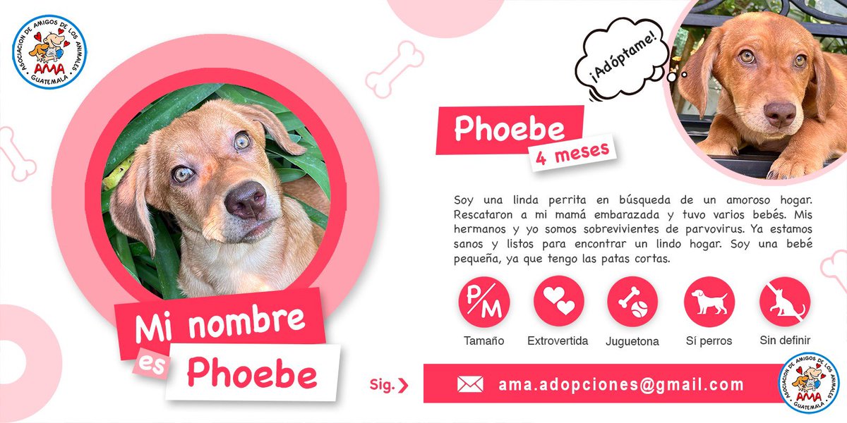 Hola Soy PHOEBE Conoce más de mi leyendo la información de la segunda foto. Y para adoptarme, solicita formulario a ama.adopciones@gmail.com 🩷