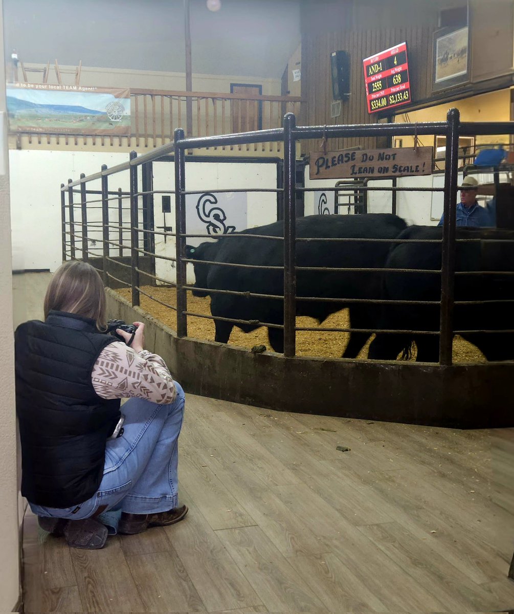 Thanks to @CSYStrathmore for letting us come in and photograph some cattle being sold this morning. 

Stay tuned -- we've got some great content coming your way!

#cdnag #abbeef #westcdnag #abag #auctionmart #cattle