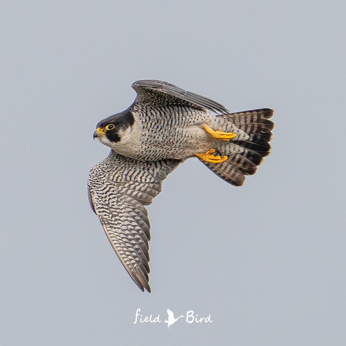 おはようございま～す🦅 #猛金曜日 GW後半戦のスタートです お天気なのでどこも 渋滞するかと思いますが お気をつけて行ってらっしゃーい #オオハヤブサ #隼 #野鳥 #野鳥写真 #野鳥観察 #SonyAlpha