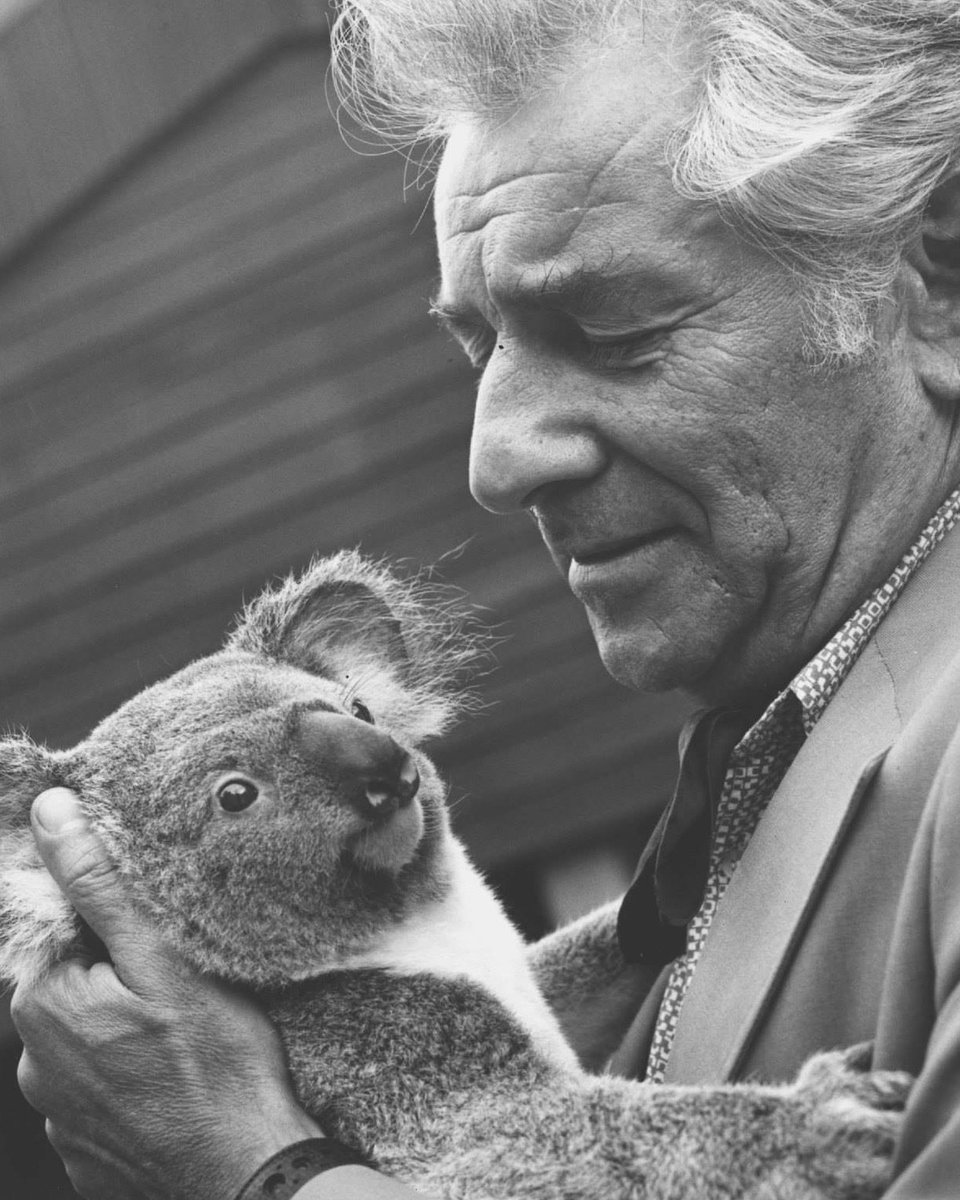 Happy Wild Koala Day! 🐨 #WildKoalaDay is a day to celebrate wild koalas and protect their habitats. [📸Lone Pine Koala Sanctuary, Brisbane, Australia, 1974, courtesy of @NYPhilArchive]