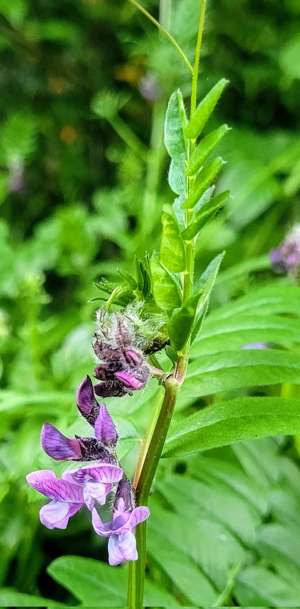 Today wherever you are, climbing stealthily through the undergrowth, the gorgeous Bush Vetch, Vicia sepium, Peasair fhiáin.
