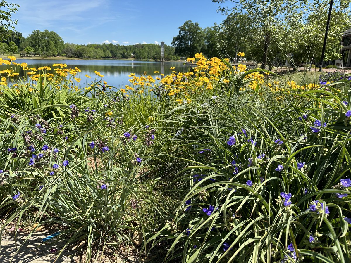 Another beautiful day ⁦@FurmanU⁩. In unrelated news 🙄 grading is done and final grades have been submitted. 
#iteachDins#endofterm
#hellosummer