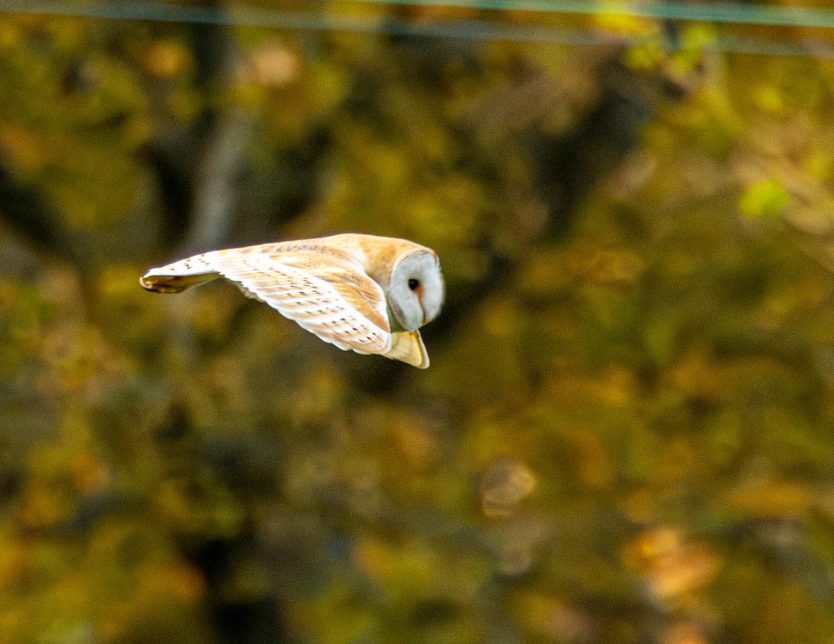 Hour spent watching a barn owl hunting