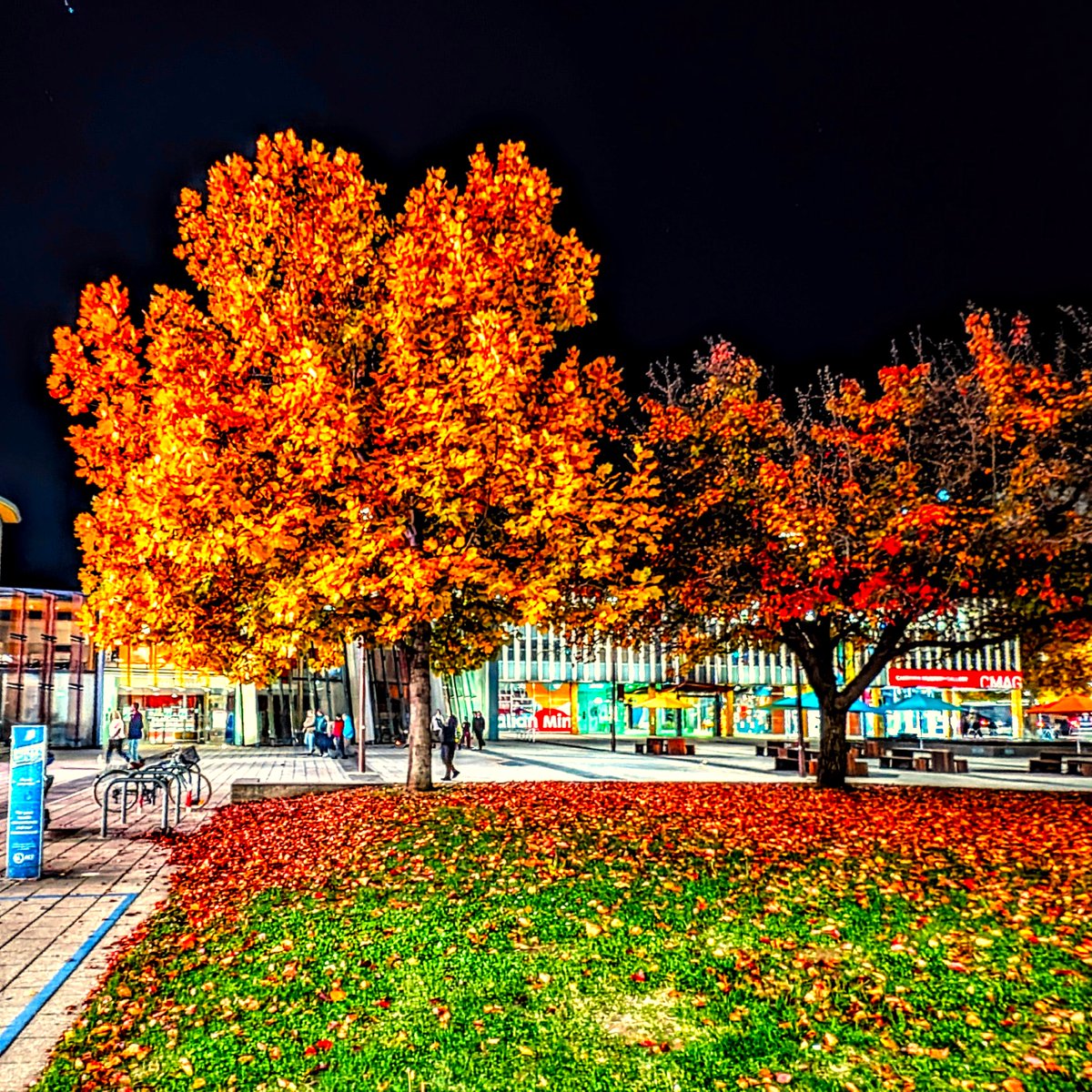 Autumnal Manchurian Pear in Civic Square at night.
#visitcanberra