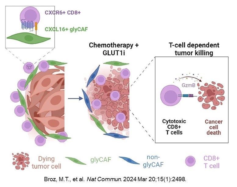 Using preclinical models in an @theNCI funded study, @marina_broz, @JleniaGuarnerio, et al. showed that metabolic targeting of cancer-associated fibroblasts (#CAFs) overcomes T-cell exclusion and treatment resistance in soft-tissue #sarcomas @NatureComms nature.com/articles/s4146….