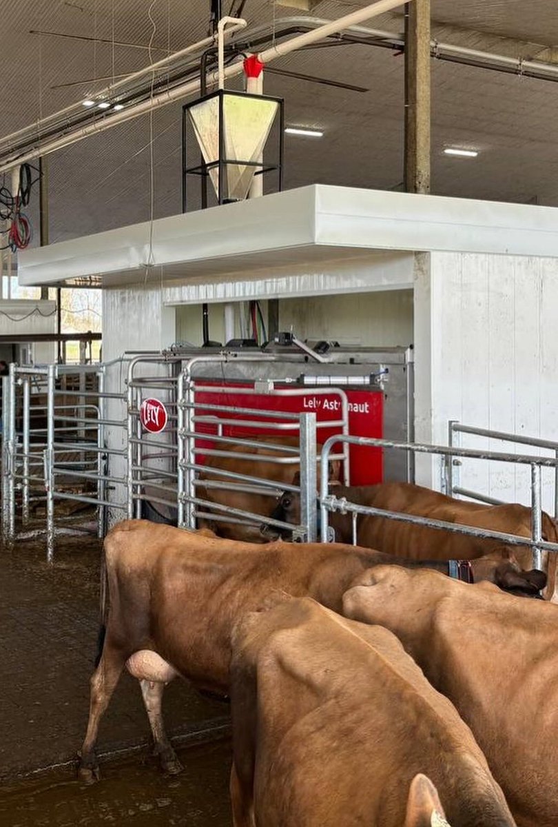 The first step in the transition to robotic milking! 

Congratulations to Sugarhill Jerseys Ltd. on successfully transitioning from parlour to Lely Astronaut A5’s. 

Two robots started milking today with a third coming soon!
