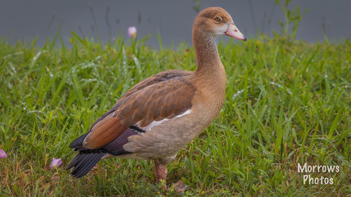 Egyptian Goose hanging out listening to @raywylie being photographed by @MorrowsPhotos New Braunfels @CanonUSA R5 227mm F8 1/800 iso1250