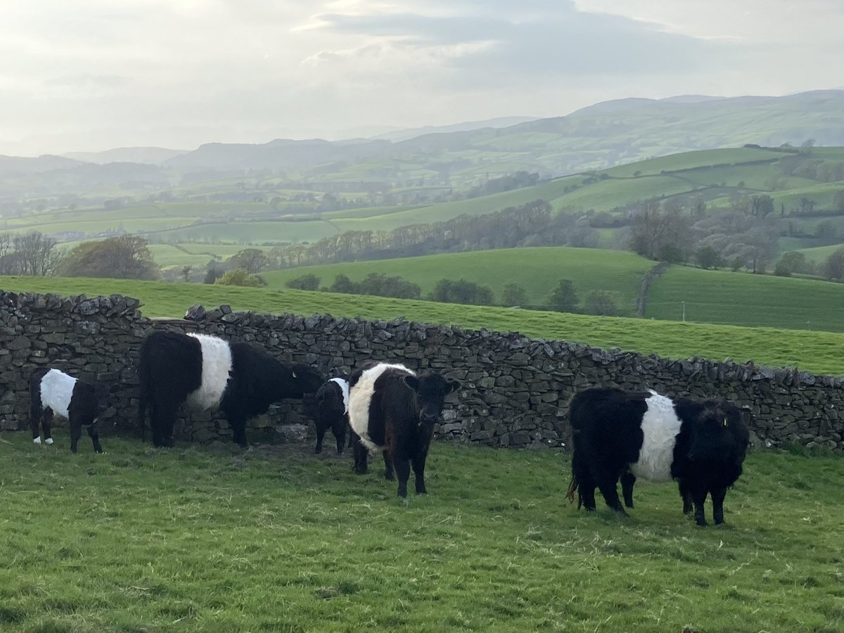 Belties ✅always outside with freedom to exhibit natural behaviour ✅entirely grass fed in a sustainable system ✅no medicines, treatments or antibiotics have been needed this winter ✅good old fashioned family farm. Loving the landscape.