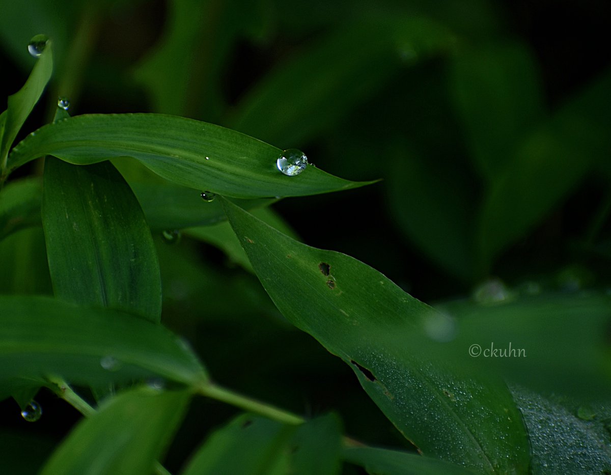 #AlphabetChallenge #WeekR 
R is for #raindrop. 💦🍃
#NaturePhotography #Nature