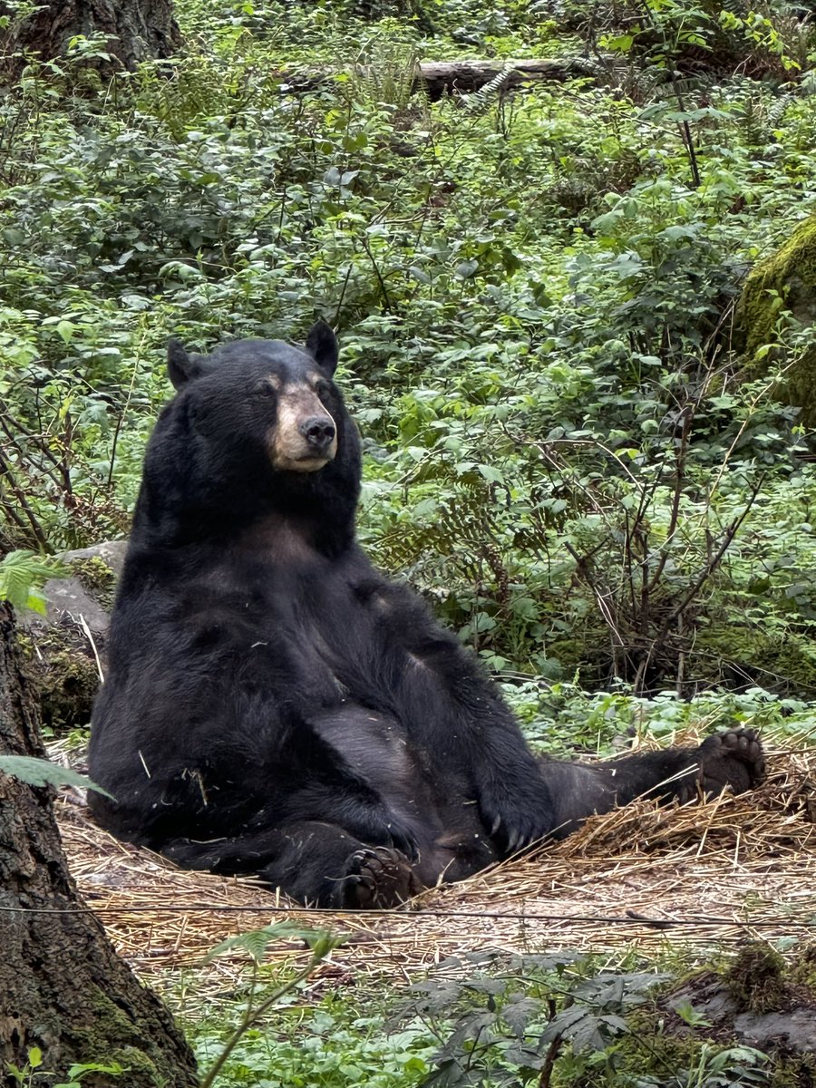 A beary cute Benton! 🥰

📸: Keeper Carly