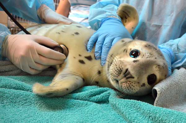 Help provide food and medicine for patients in need like #PacificHarborSeal Bogey with your purchase of an Adopt-a-Seal®! 🥰 Symbolically adopt Bogey for yourself or a fellow #OceanLover at bit.ly/3eKaJPg.