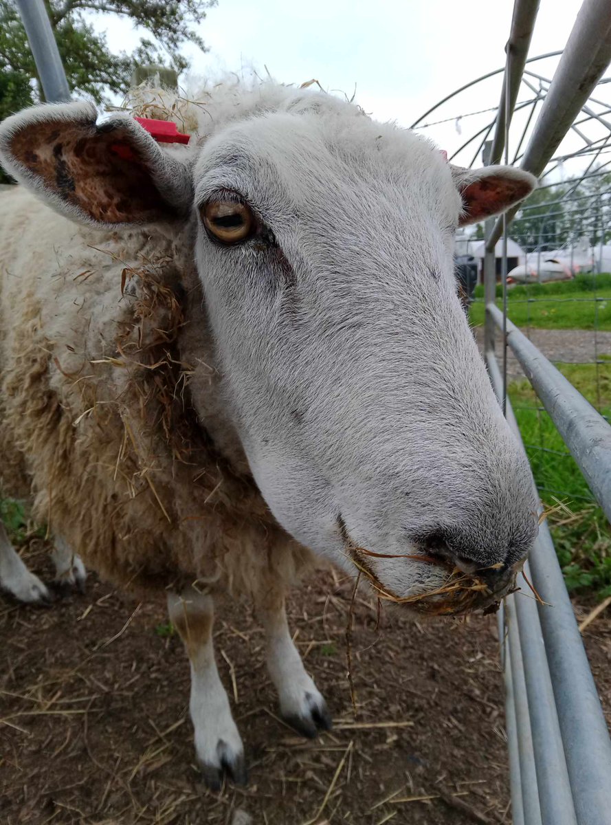 We are getting on top of our vet bill, but if you'd like to contribute to the cost of Jacks treatment, then please click on the link below ... Thanks.

easydonate.org//sheep01

#olisgang #sheepahoy #rescuesheep #veterinarycare
