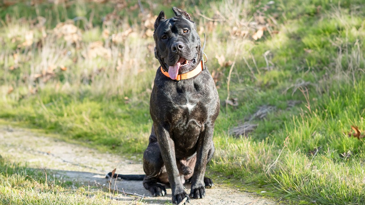 Been a while since Kairo said hello
*
Always by SoCalPresa.com
*
#PresaCanario #CaneCorso, #Bullmastiff, #Rottweiler, #DogueDeBordeaux, #NeapolitanMastiff, #Boerboel, #TibetanMastiff, #GreatDane, #AnatolianShepherd, #TosaInu, #FilaBrasileiro, #CentralAsianShepherd,…