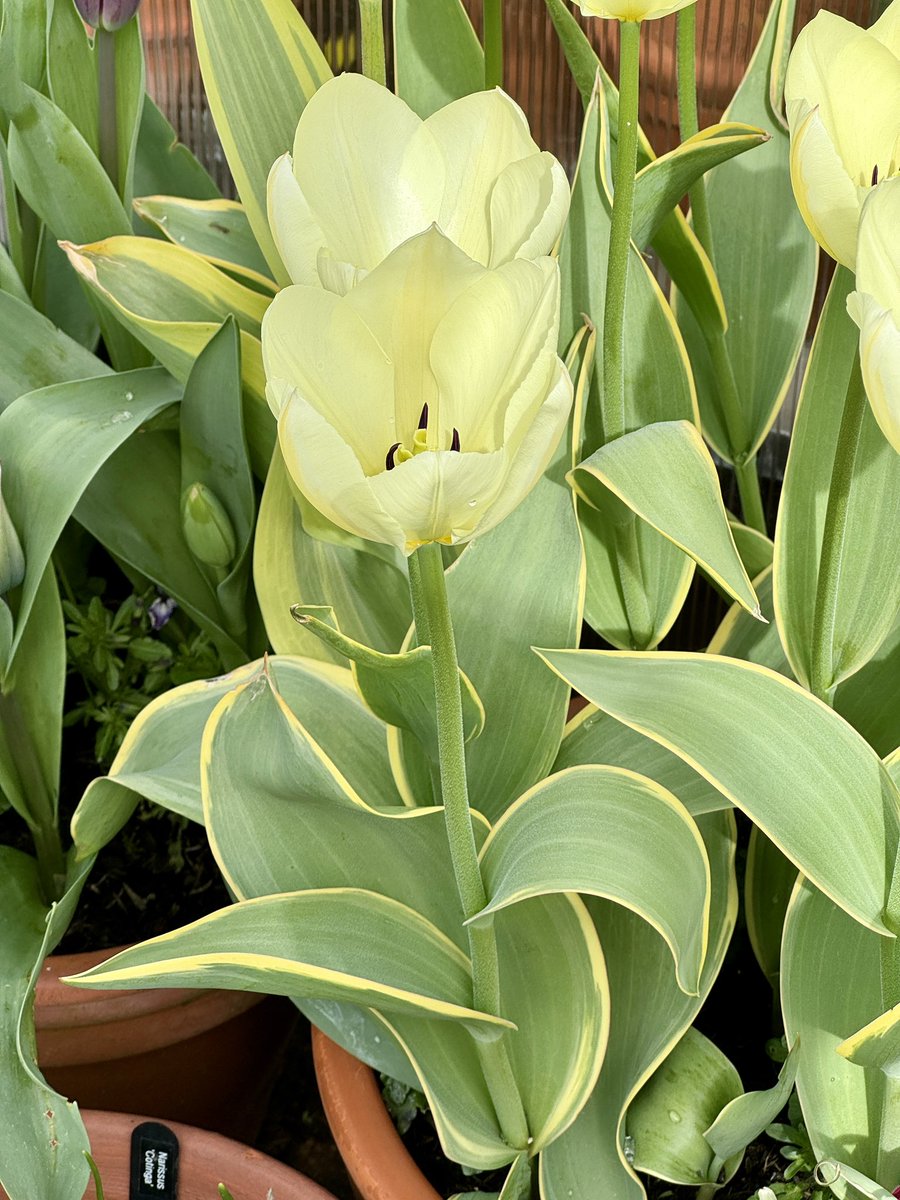 Tulip ‘Purissima Design’ a couple of weeks ago was looking fantastic with its creamy pale yellow flowers and very attractive yellow edged leaves.