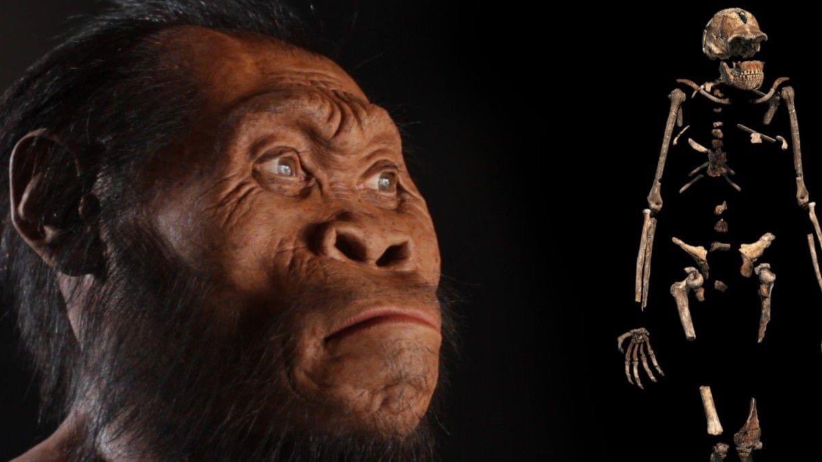 Gündemden uzaklaşalım azcık Yeni bulunan kuzenimiz; Homo Naledi Güney Afrika'daki Rising Star Mağarası'nda 2013 yılında keşfedilen, Homo cinsine ait bir hominid türüdür. Bu tür, 2015 yılında Homo cinsine dahil edilmiştir.Homo naledi,insan evrimini anlamak için önemli bir türdür