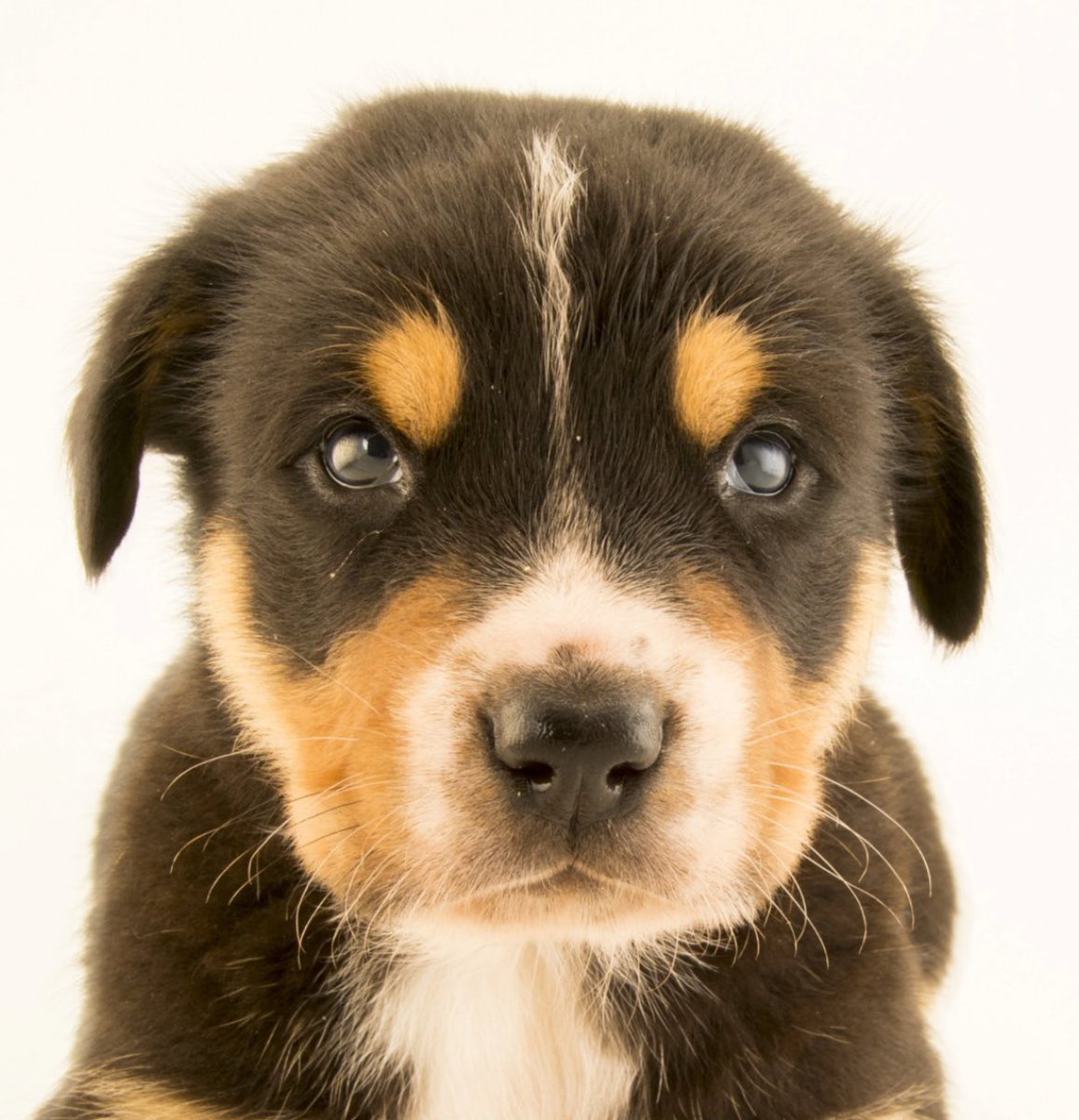 Would you slap this cute and adorable puppy for 1 million dollars?