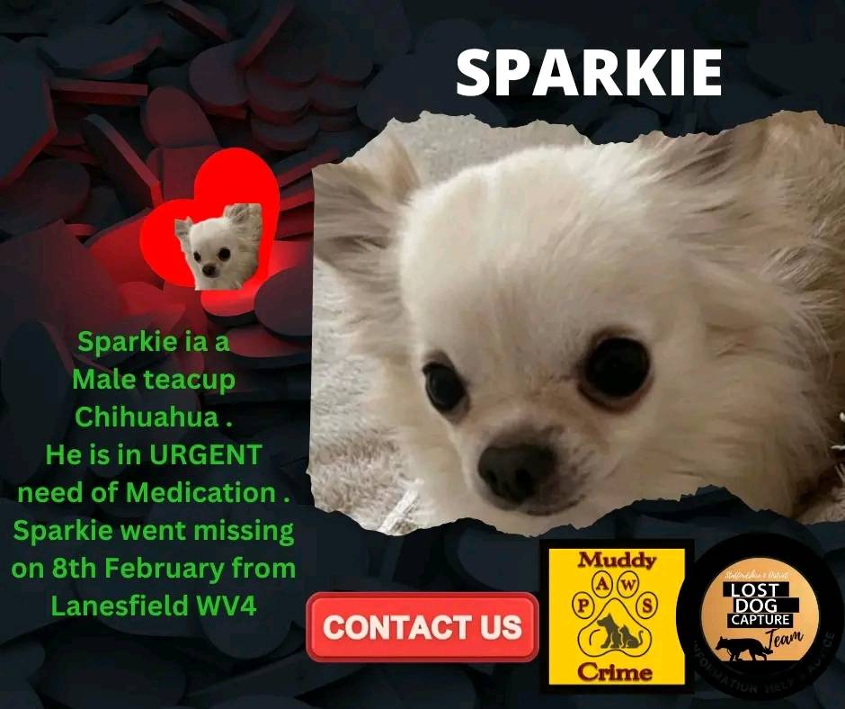 SPARKIE is a male teacup Chihuahua who went #missing on 8/2/24 from #Lanesfield #WV4 area, #Wolverhampton. In urgent need of medication. FB Group: facebook.com/groups/1968873… #MissingDog #DogsOfTwitter #LostDog