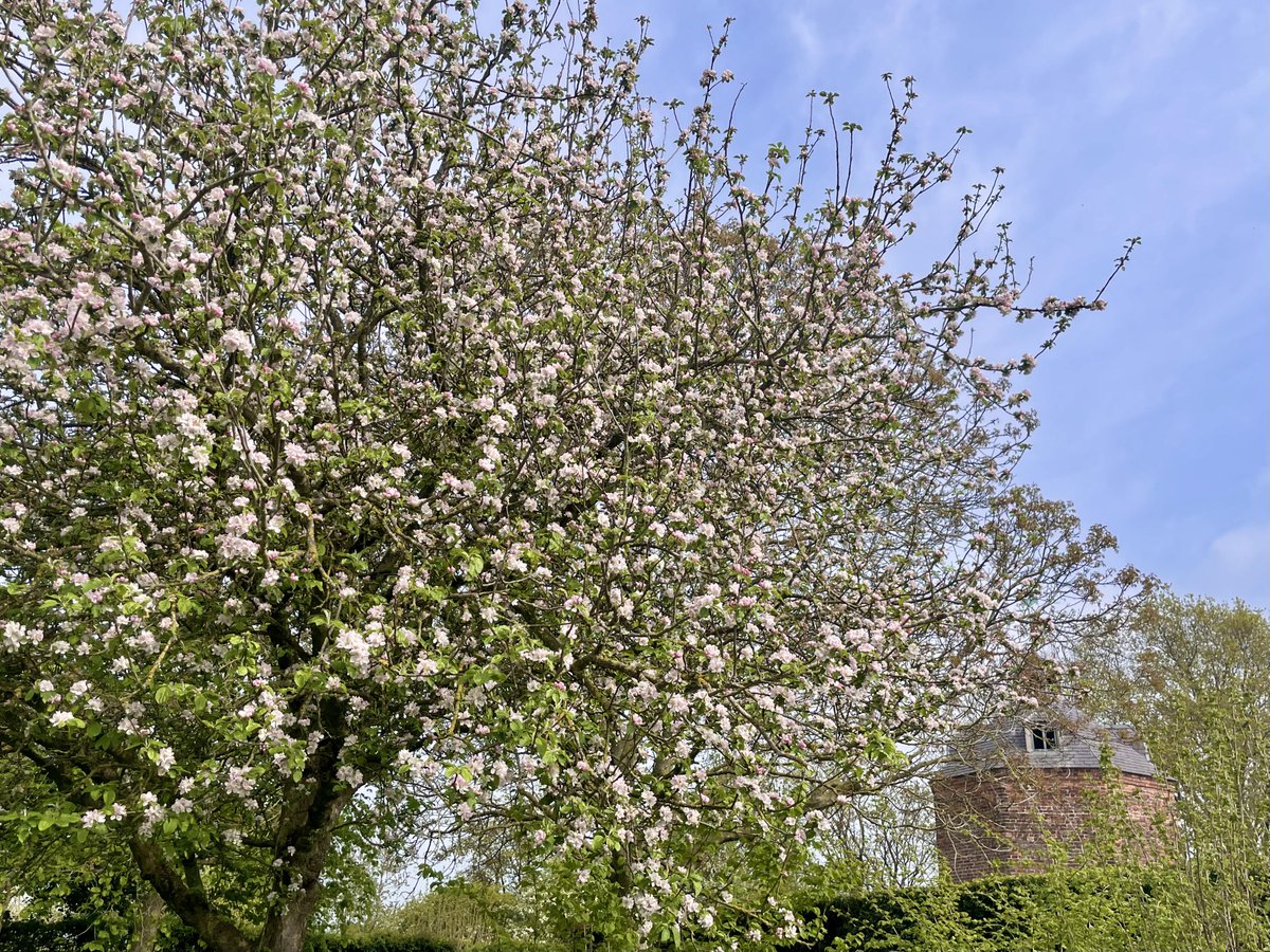 The blossomiest apple blossom everywhere at @ErddigNT today #gardening #blossom #NationalTrust