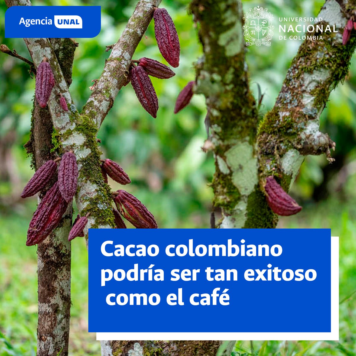 #AgenciaUNAL | Pasar de 500 kilos de producción de Cacao por hectárea a 5 toneladas es posible gracias a los avances científicos ¿Cómo? El libro Ciencia para la cacaocultura develo como aumentar la producción de la semilla se puede lograr. Detalles aquí acortar.link/8m8isc