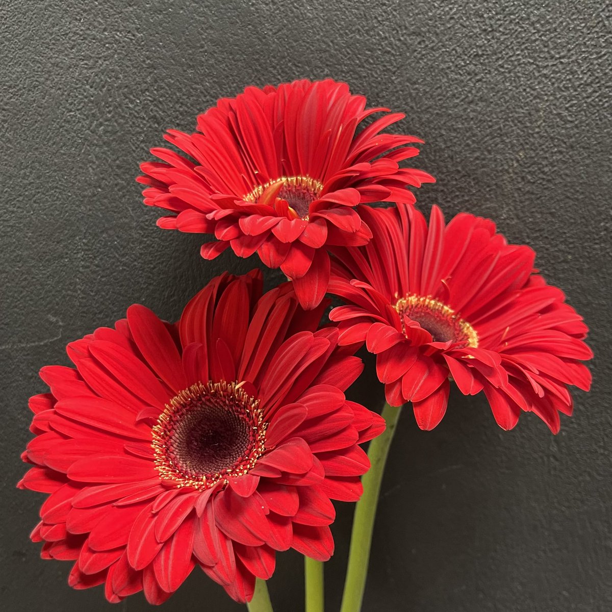 Aren’t these just darling? No really, the variety of these gerbera daisies is “Darling.”
.
.
#steinflorist #steinyourflorist #flowers #florist #flowershop #shopsmall #shoplocal #smallbusiness #phillyflorist #philadelphiaflorist #NJflorist #gerberadaisy #gerbera #daisy #darling