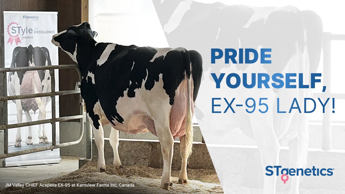 I know I’m beautiful! CHIEF from #STgenetics is making STylish daughters around the world and Acapella is CHIEF’s newest EX-95 daughter in Canada. #CHIEF is #STyleGenetics™ designated and available in #Ultraplus™. More: bit.ly/3uPZSWV