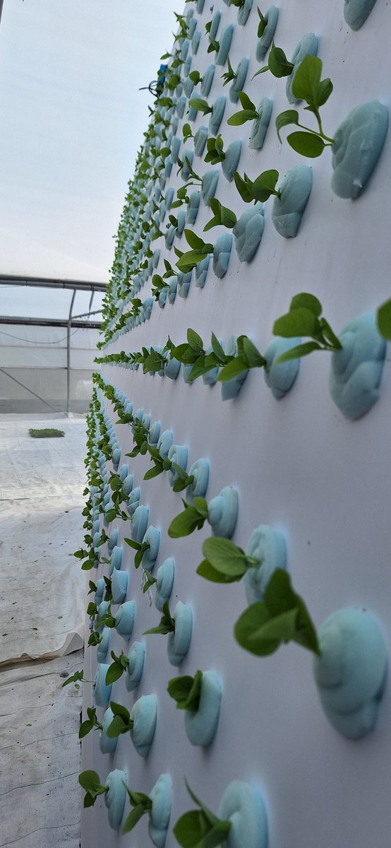 Spearhead Potatoes tweet media