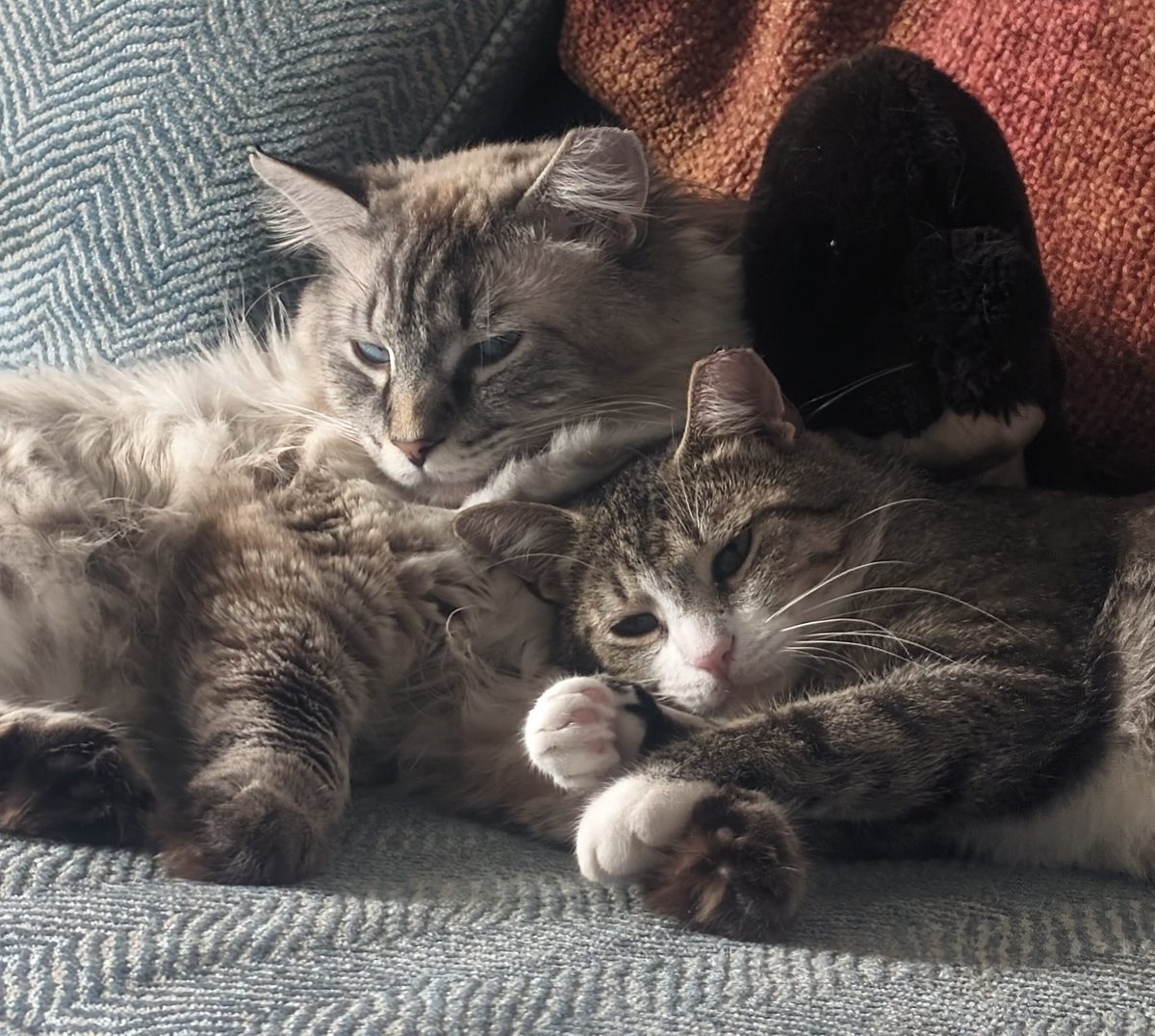 We accidentally trapped Norman, the tabby, while trying to trap the white cat who was dragging a leg. Eventually we got both neutered, vetted, and they got adopted together and are living the good life in their new home where they are spoiled rotten by two humans.