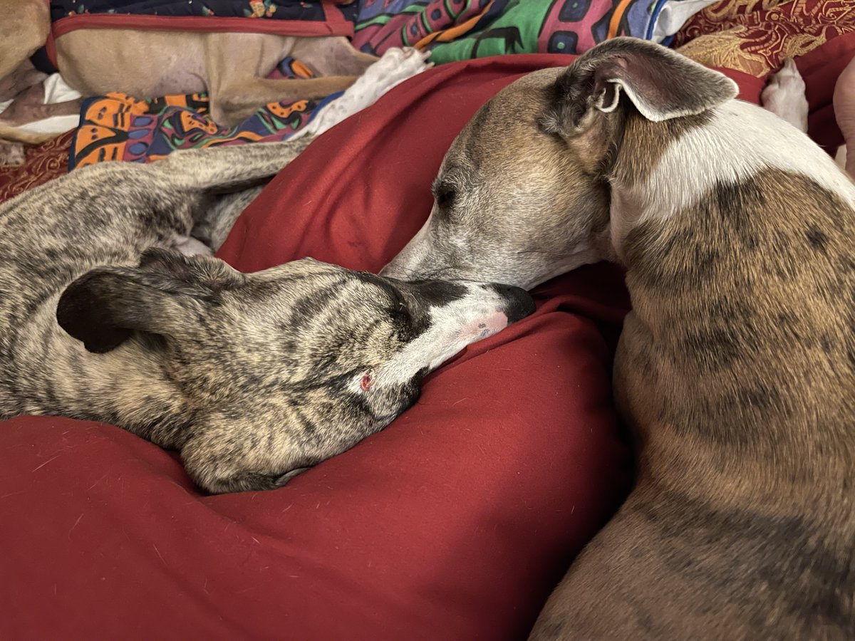 Love is whippet shaped ❤️🐾❤️🐾 Anna and Shelby wish you goodnight 😴 ❤️