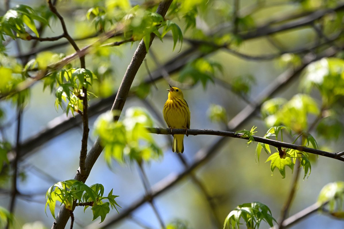 Yellow warbler #bronx