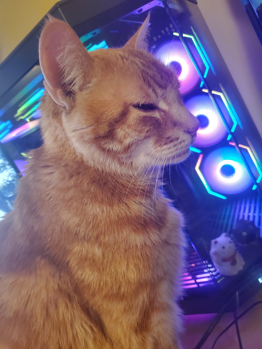 Is it summer yet?  

Live Right MEOW! Mutiverse Streaming At:
Twitter:  twitter.com/ninjagato465
YouTube:  youtube.com/@Ninjagato465
Kick: kick.com/ninjagato465
Twitch: twitch.tv/ninjagato465

#cat
#orangecat
#orangetabby
#vtuber 
#baldergate3
#twitch
#cat
#reacts
#catlovers…