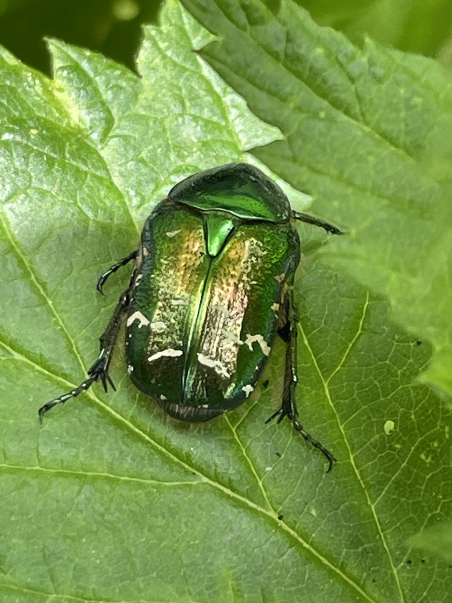 Got back on Twitter. No idea what happened. Here’s a lovely #bug just chillaxing