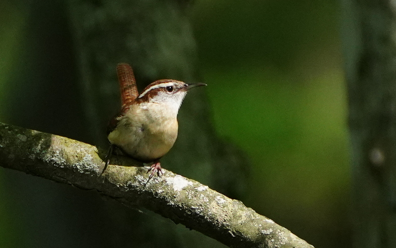 @mybirdcards I love Wrens and I see the Carolina more than any other.